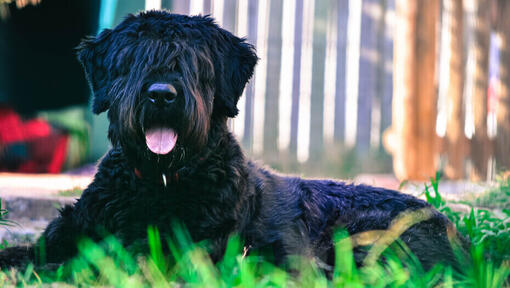 Bouvier Des Flandres lying on the ground