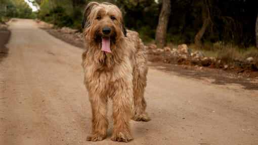 Briard standing on the road