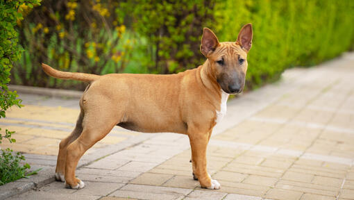 Brown miniature Bull Terrier puppy in the yard