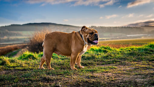 Bulldog standing in the field