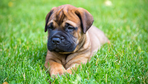 Bullmastiff puppy lying on the grass