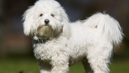 white fluffy dog standing outdoors
