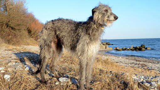 Grey deerhound standing on the beach.