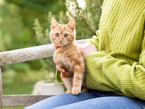 Ginger kitten sitting on woman's shoulder