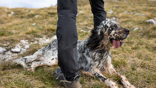 English Setter lying on the ground.