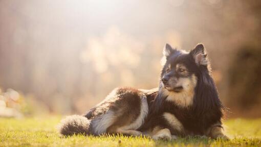 Finnish Lapphund lying on the grass