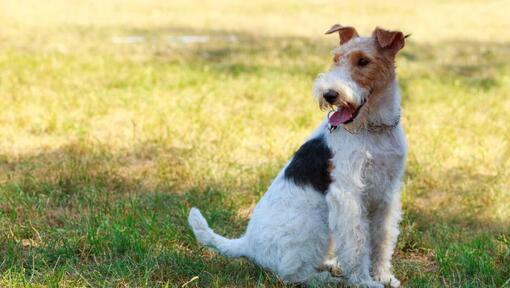 Fox Terrier with Wire Coat sitting on the grass
