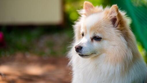 Mittel German Spitz in the yard