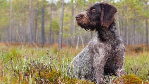 German Wirehaired Pointer in the forest