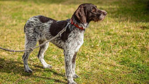 German Wirehaired Pointer on a leash