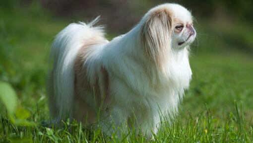 Japanese Chin standing in the grass