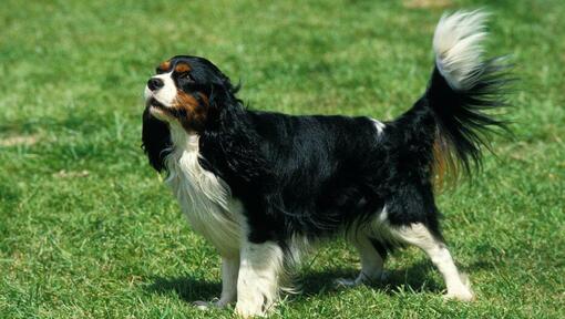 King Charles Spaniel is standing on the grass and the wind is blowing a fur