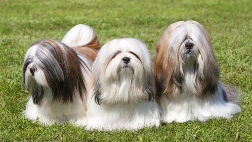 Three Lhasa Apso are lying on the grass