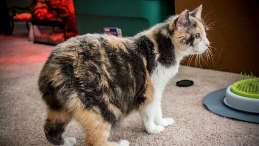 Manx cat is getting ready for dinner