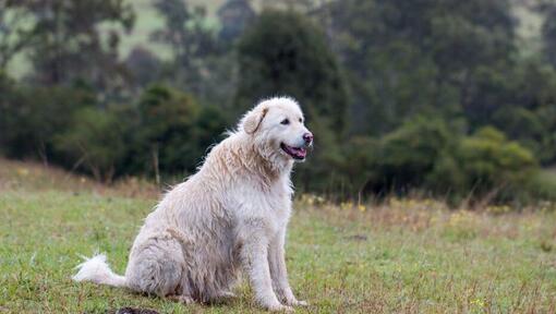 Maremma Sheepdog is standing near the forest