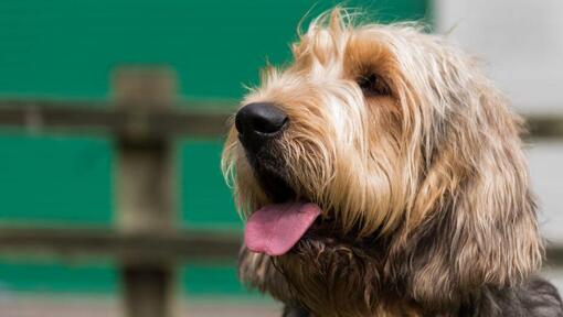 Otterhound looking into distance