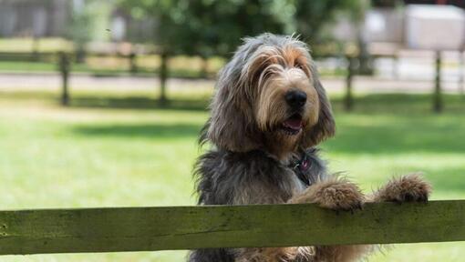 Otterhound leaning onto a fence