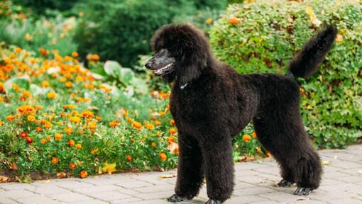 Black Poodle (Standard) walking at the garden