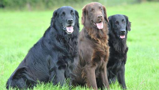 flat coat dog