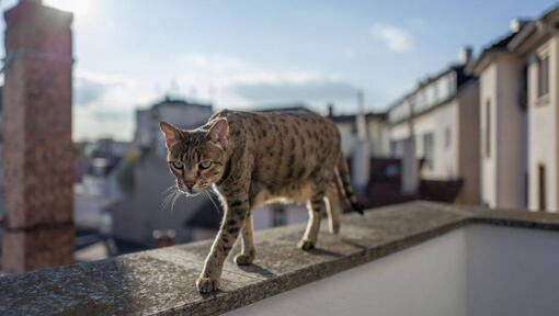 Savannah cat is walking on the balcony