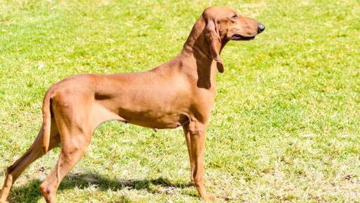 Segugio Italiano standing on the grass