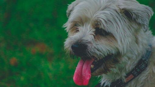 small dog sticking out his tongue