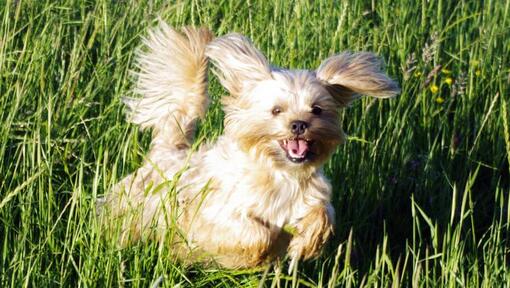 small fluffy dog running in high grass