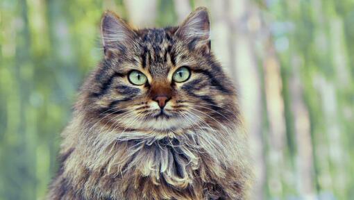 Siberian Forest cat is standing near to wood