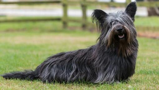 Dark grey Sky Terrier sitting on the green grass