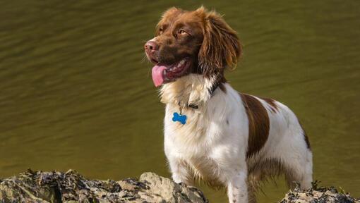 Spaniel (Welsh Springer) standing near the water