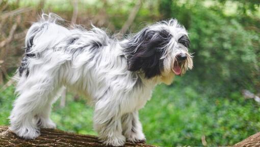 Tibetan Terrier playing in the forest