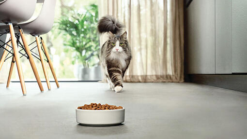 cat approaching bowl of food in modern kitchen