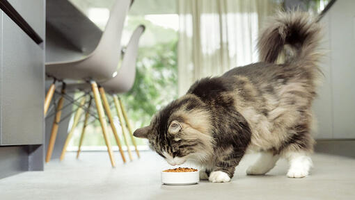 cat eating from a bowl