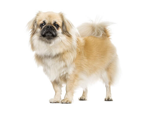 Tibetan Spaniel Mobile