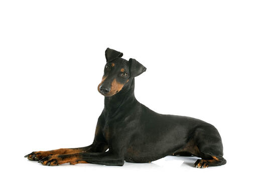 Manchester Terrier Mobile