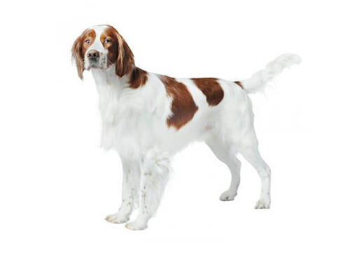 Irish Red & White Setter Mobile