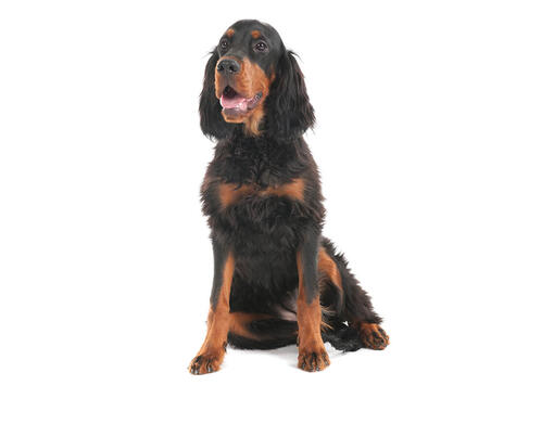 Gordon Setter Mobile