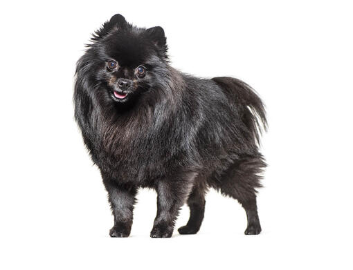 German Spitz Mittel