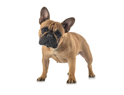 French Bulldog