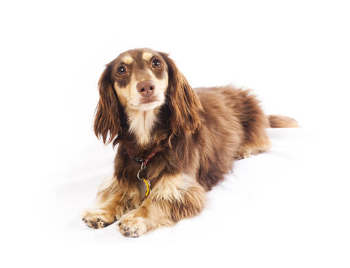 breeding long hair and short hair dachshund