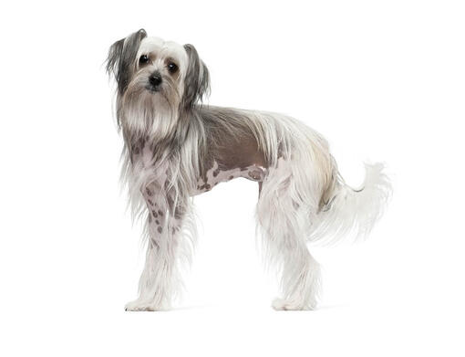 Chinese Crested