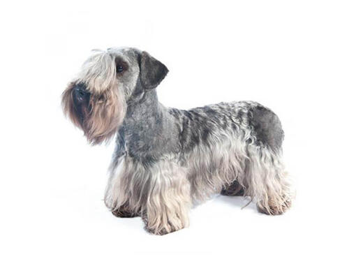 Cesky Terrier