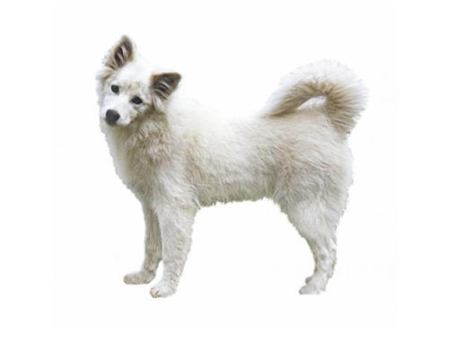 Canadian Eskimo Dog