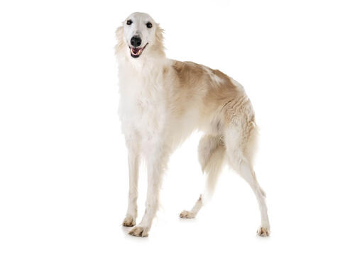 Borzoi