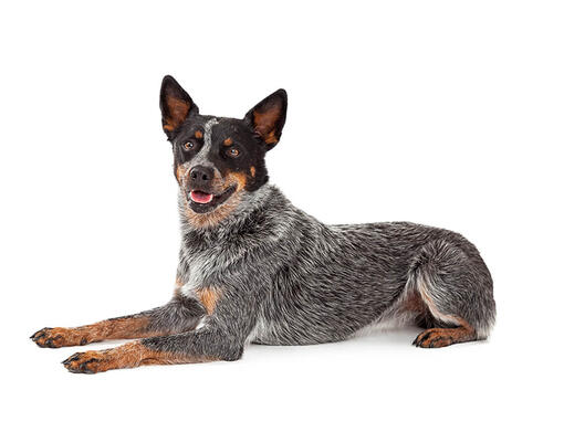 Australian Cattle Dog