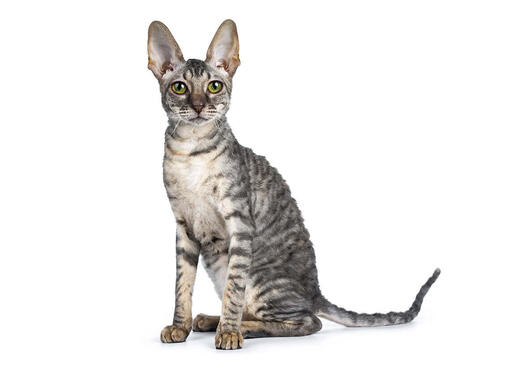 Cornish Rex