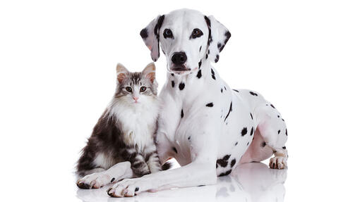 Pro-Plan-Cat-and-Dog-1110x625