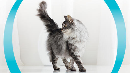 PurinaOne-1110x625
