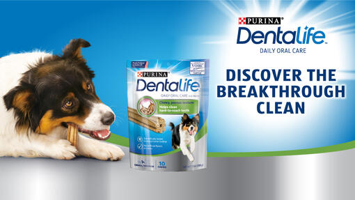 Dentalife dog sample