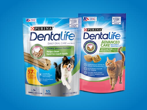 Dentalife-540x405